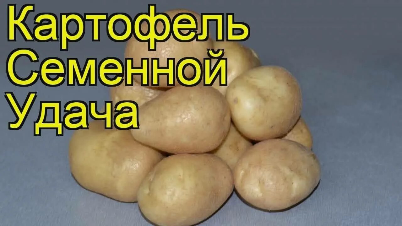 Сорт картофеля удача. Картошка сорт удача. Семенная картошка удача. Семена картошки удача. Удача картофель характеристика отзывы