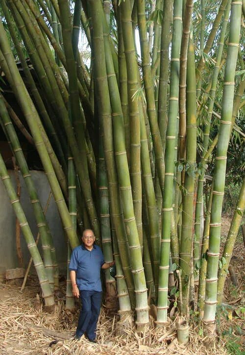 Bamboo shoot. Молодой побег бамбука. Bamboo shoot. Побеги бамбука консервированные. Bamboo shoot.