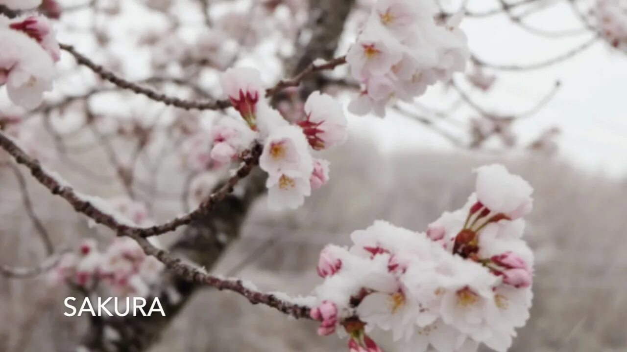 Spring snow перевод
