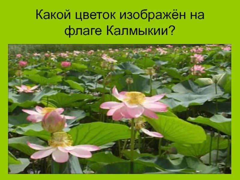 Какой цветок изображен