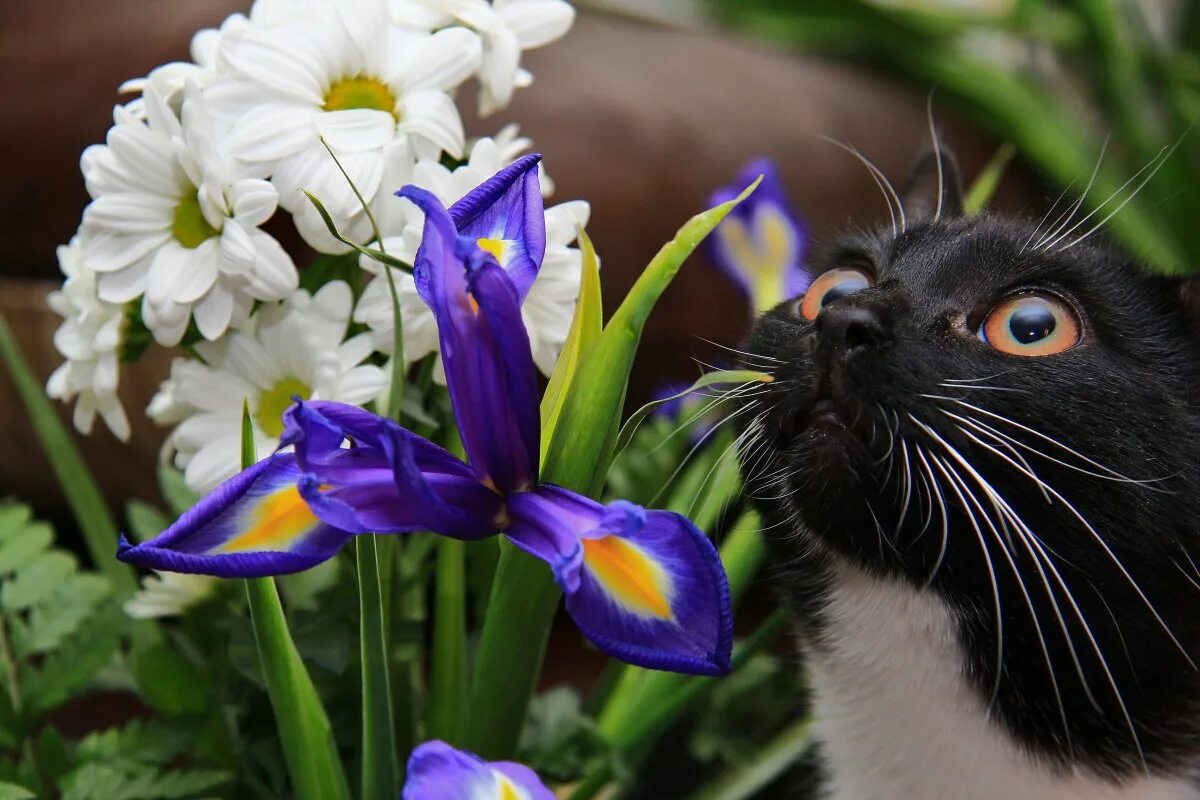 Всемирный день кошек в марте. День кошек. Российский день кошек открытки.
