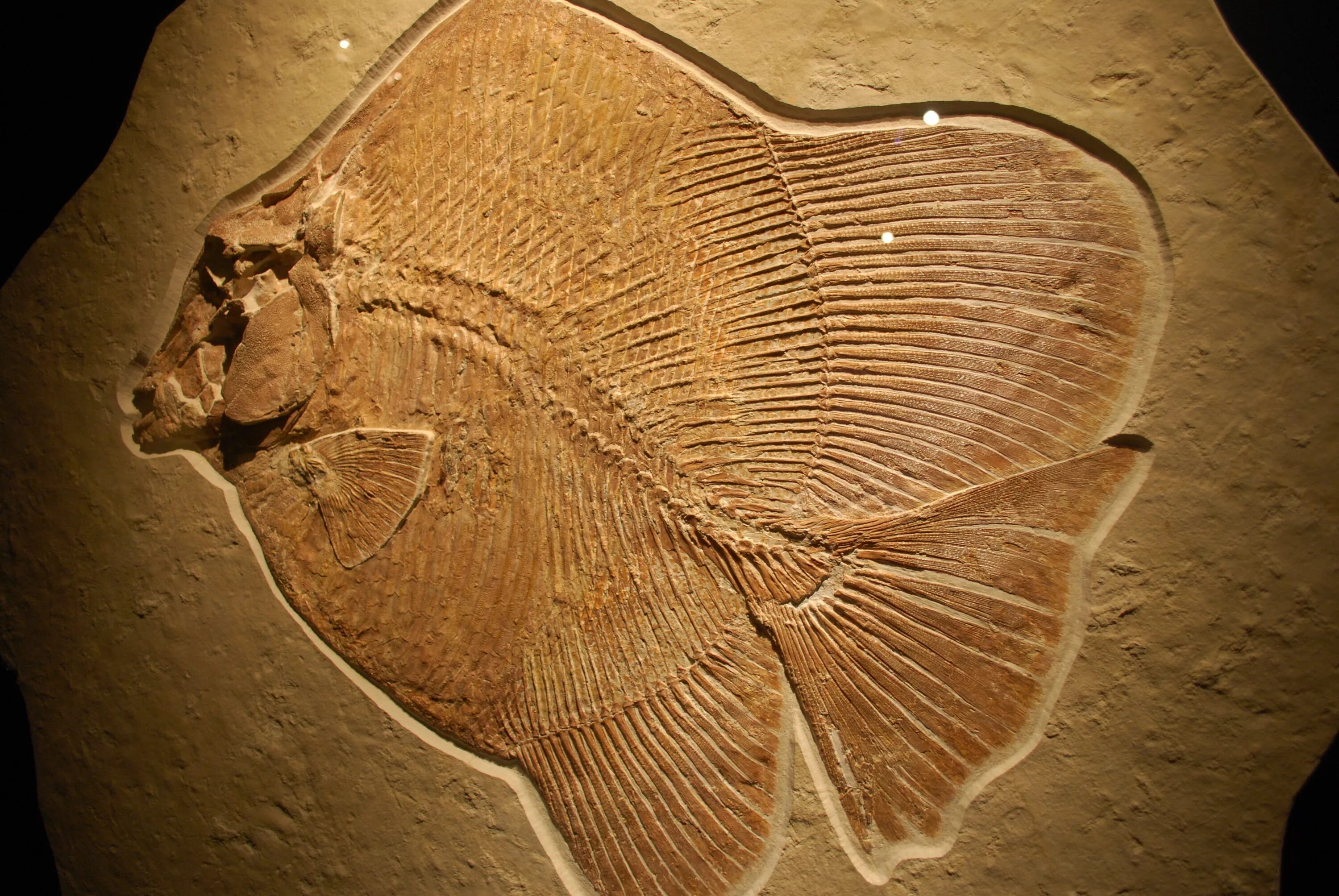 Следы древней жизни. Fossil окаменелости. Окаменелые останки древних животных и растений. Следы окаменелостей. Трилобит окаменелость отпечаток.