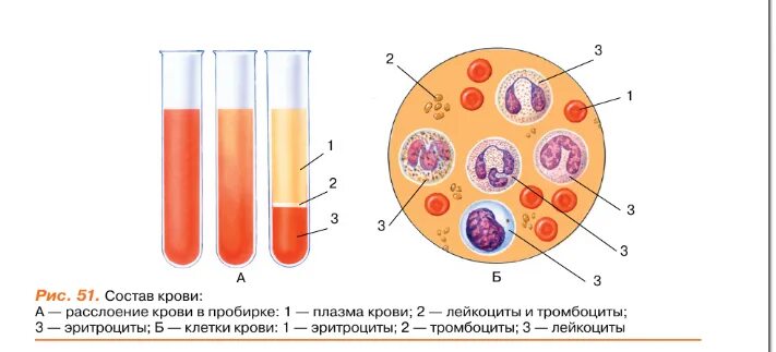 Морфологический состав крови. Состав крови человека. Состав крови и ее клеток. Кровь состоит. Состав крови рисунок.