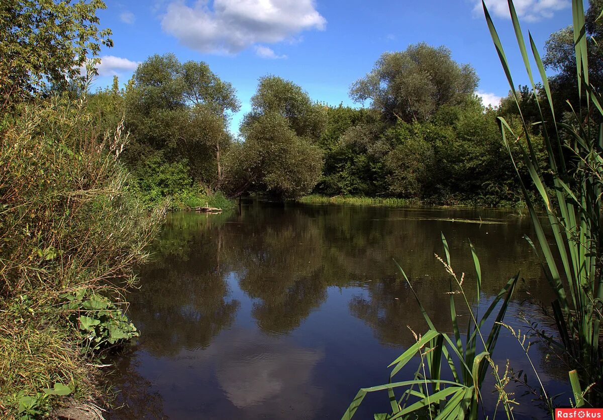 растения и животные реки свияга