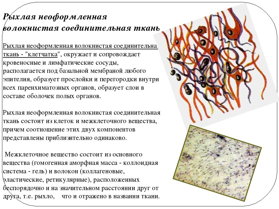 Межклеточное вещество находится. Рыхлая волокнистая неоформленная соединительная ткань. Рыхлая волокнистая неоформленная соединительная ткань функции. Соединительная неоформленная соединительная ткань. Межклеточное вещество рыхлой неоформленной соединительной ткани.