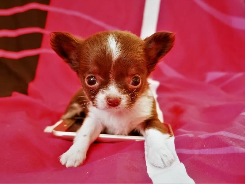 немецкий мини шпиц девочка фото. собака омск маленькие. собачки миники. африканис купить щенка. чихуахуа чишка.