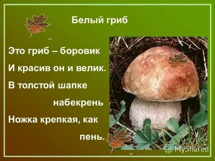 Сочинение про белый гриб