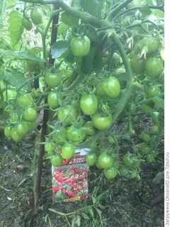Урожайность томата сахара