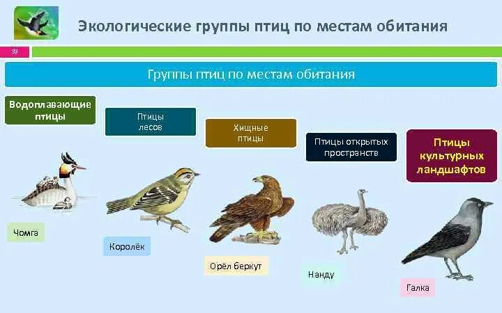 Три группы птиц по характеру сезонных переселений