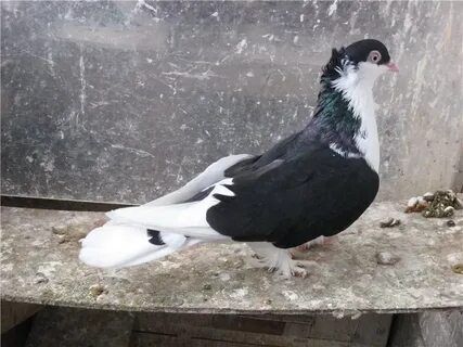 Голуби уфы