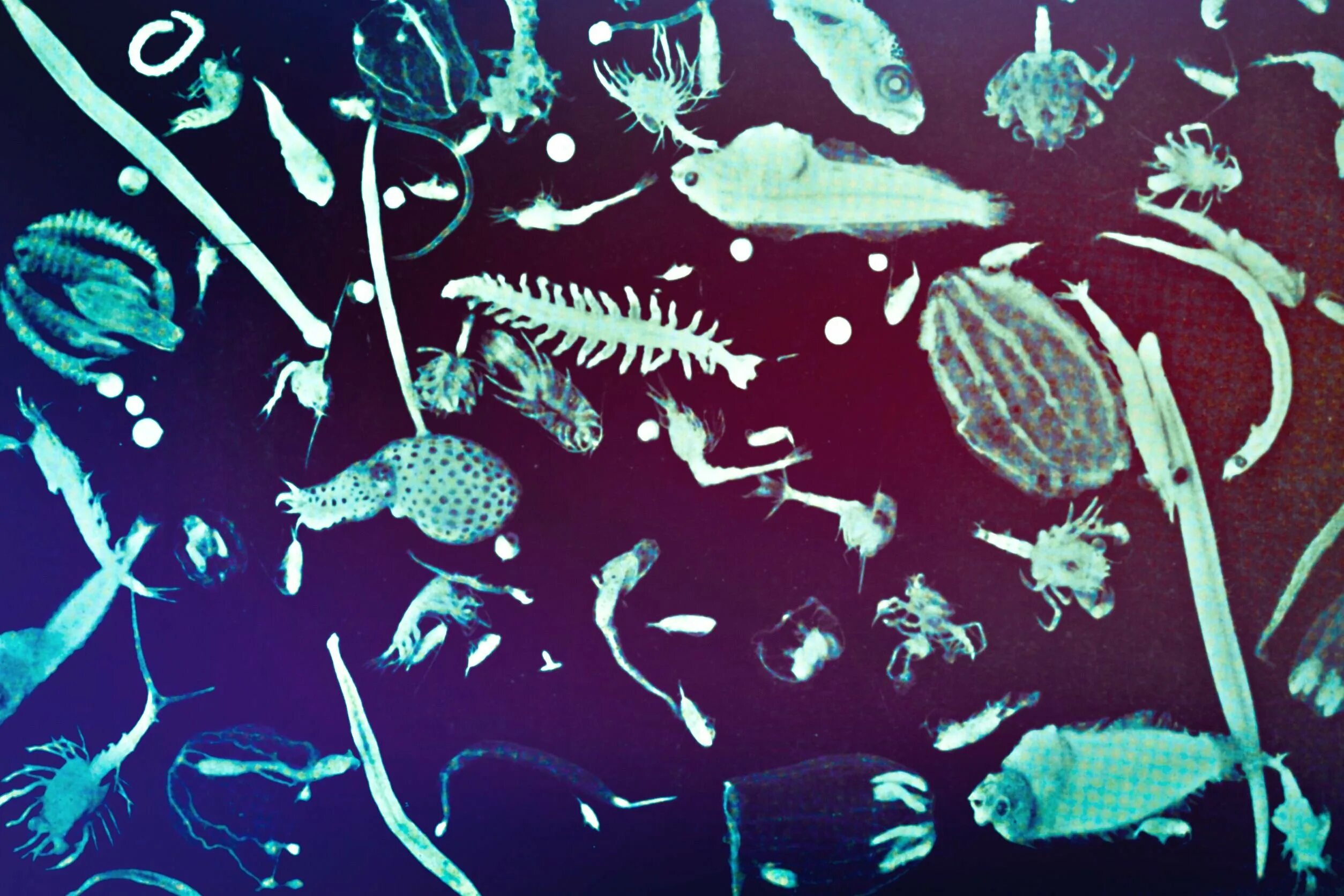 Фитопланктон водоросли. Фитопланктон в океане. Планктон водоросли. Планктонные организмы. Доисторический планктон.