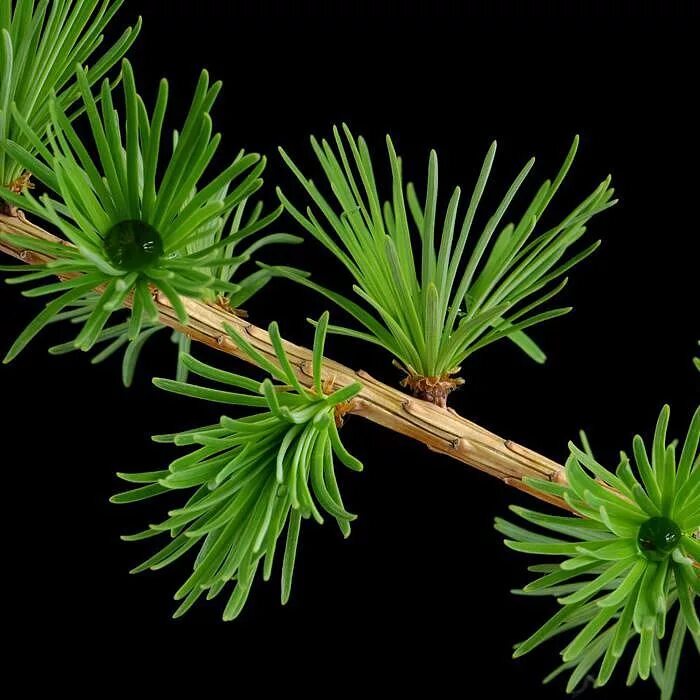 хвоинки лиственницы описание. лиственница хвойные голосеменные. хвои лиственницы гаплоидного. какие хвоинки у лиственницы. характеристика хвоинок лиственницы.