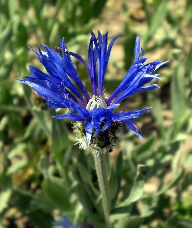 Купить билеты на василек. Василёк горный фиолетовый. Centaurea cristata. Василек малазийский. Василек многолетний синий.