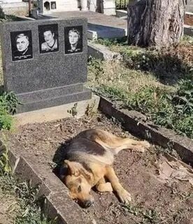 Могила собаки