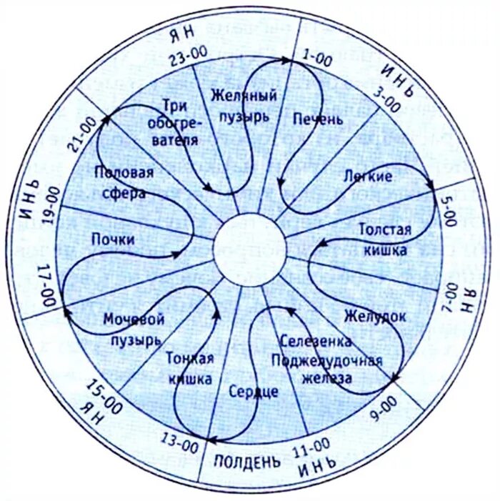 Меридиан активности органов по часам. Часы активности меридианов человека. Суточная активность меридианов человека. Китайские меридианы часы активности.