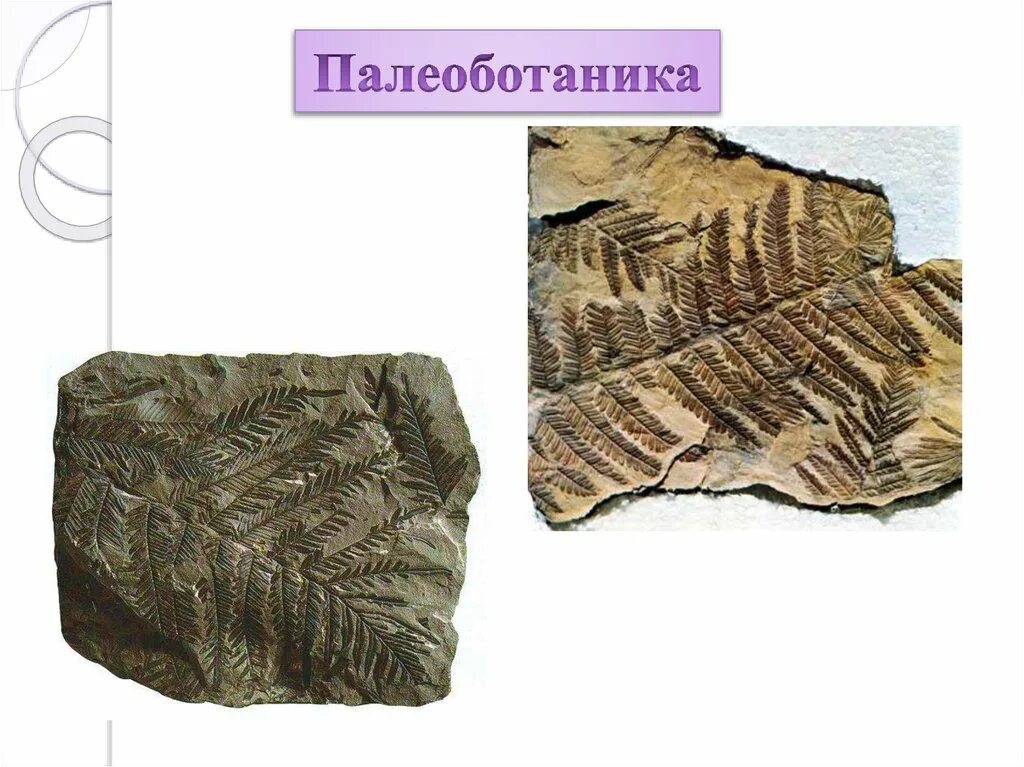 Что такое палеоботаника. Палеоботаника. палеоботаника растений. палеоботаника это наука. что изучает палеоботаника.