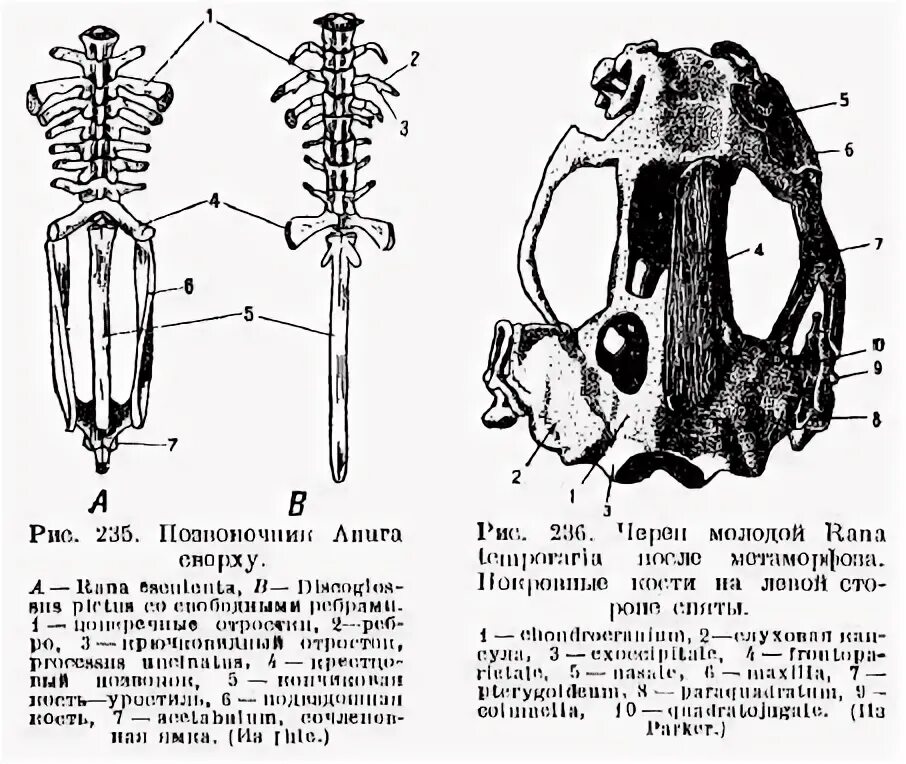 Тритон строение скелета. Скелет земноводных. Строение скелета земноводного. Скелет лягушки опорно двигательная система. Скелет земноводных схема биология 7 класс.