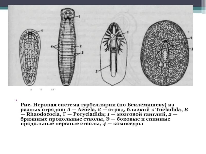 Тип плоские черви нервная система. Тип плоские черви (plathelminthes). Плоские Ресничные черви нервная система. Строение ресничных червей нервная система.