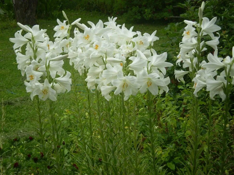 Lilium candidum