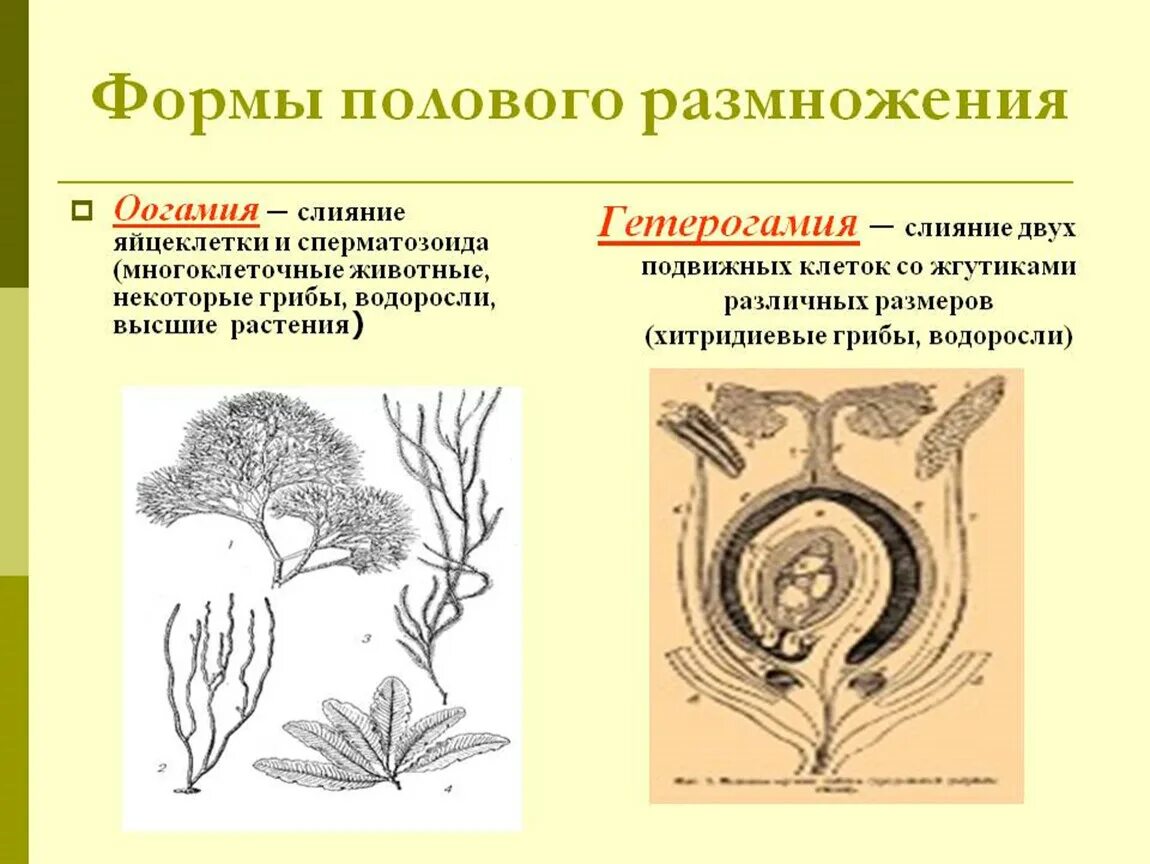 Половое размножение и его виды. Половые формы размножения. Половое размножение формы полового размножения. Оогамия у растений. Размножаться и е