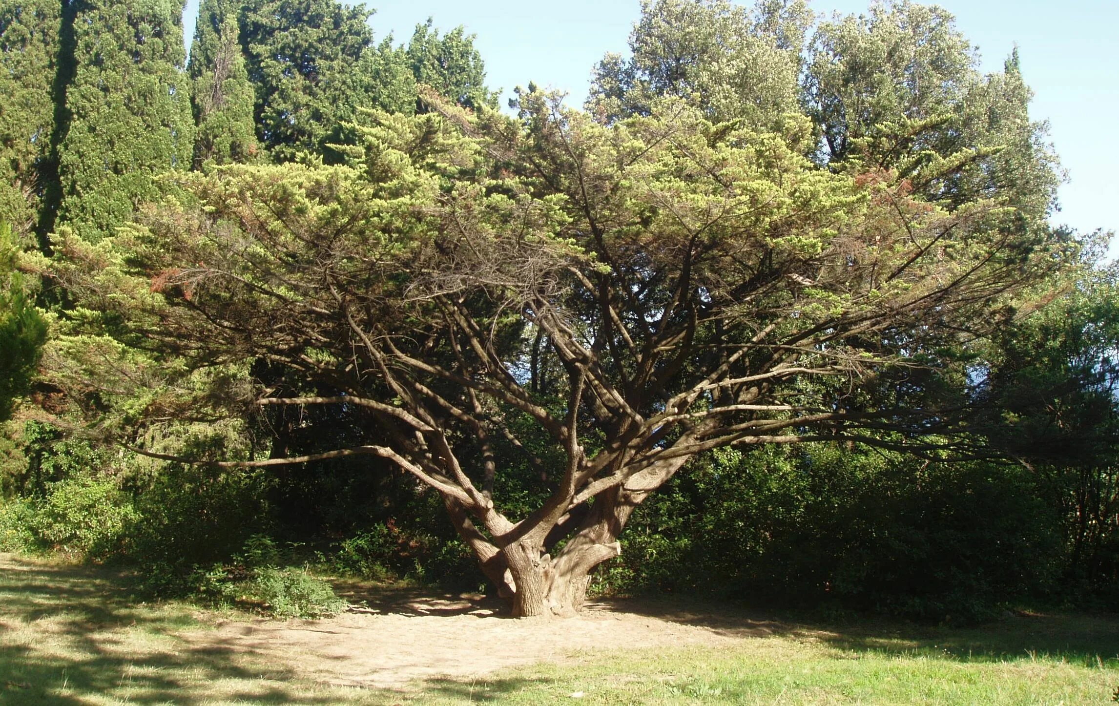 дерево 30-40 метров 120-200 лет. дуб черешчатый продолжительность жизни. дуб пробковый продолжительность жизни. сосна остистая межгорная. северная америка секвойя шишки.