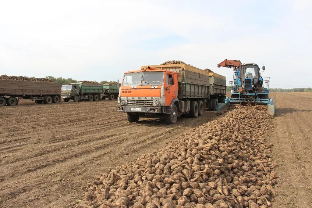 агропромышленный комплекс алтайского края. сельское хозяйство растениеводство. хозяйственная деятельность алтайского края. сельское хозяйство растениеводство. животноводство республики алтай.