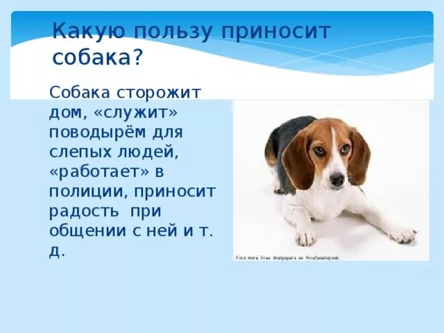 Проект про собак. Проект про собаку 1 класс. Рассказ про домашних собак. Сообщение о домашних животных собака.