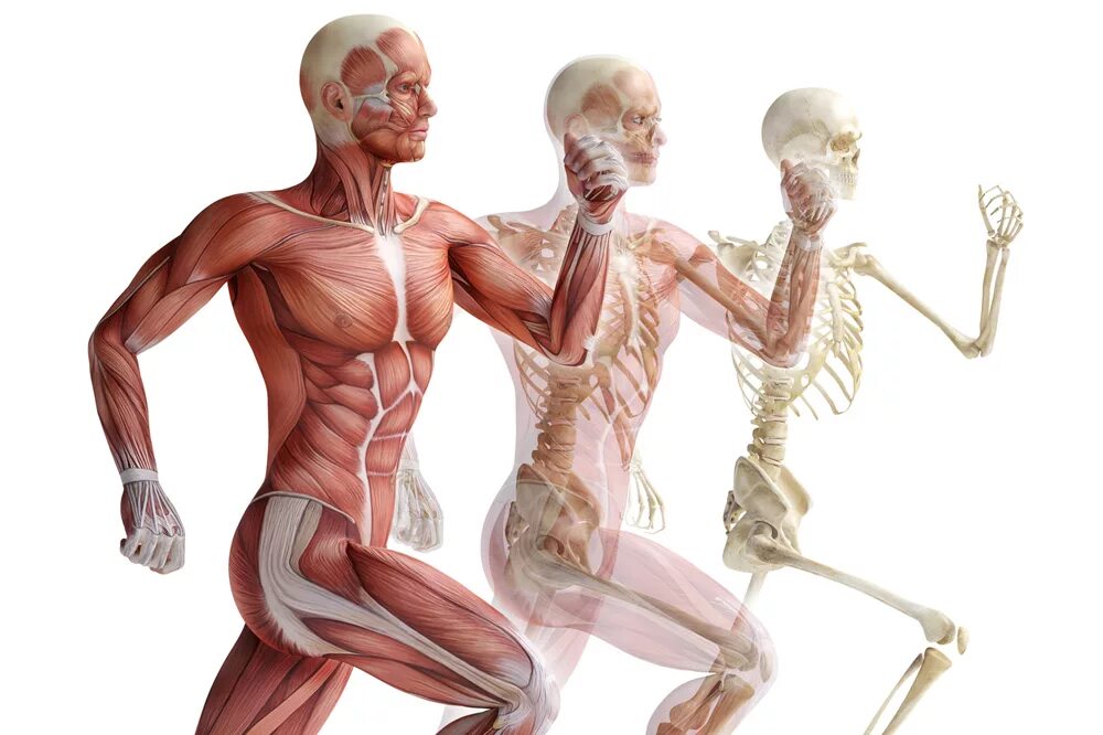 Анатомия: опорно-двигательная система (мышцы). Опорно-двигательная система кости и мышцы. Анатомия и физиология костно мышечной системы человека. Скелет с мышцами.