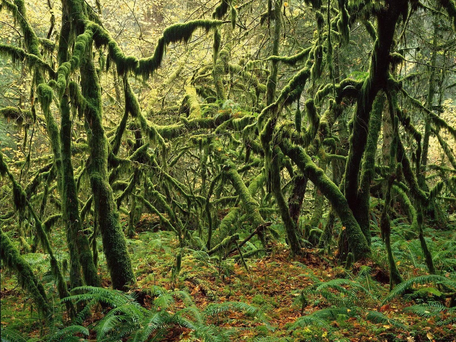 Широколиственные леса Австралии. Дагестан тропический лес лиановые леса. Лиановидные мох. Заросли чащи