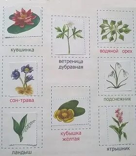 Нарисовать растения которые нуждаются в охране названия