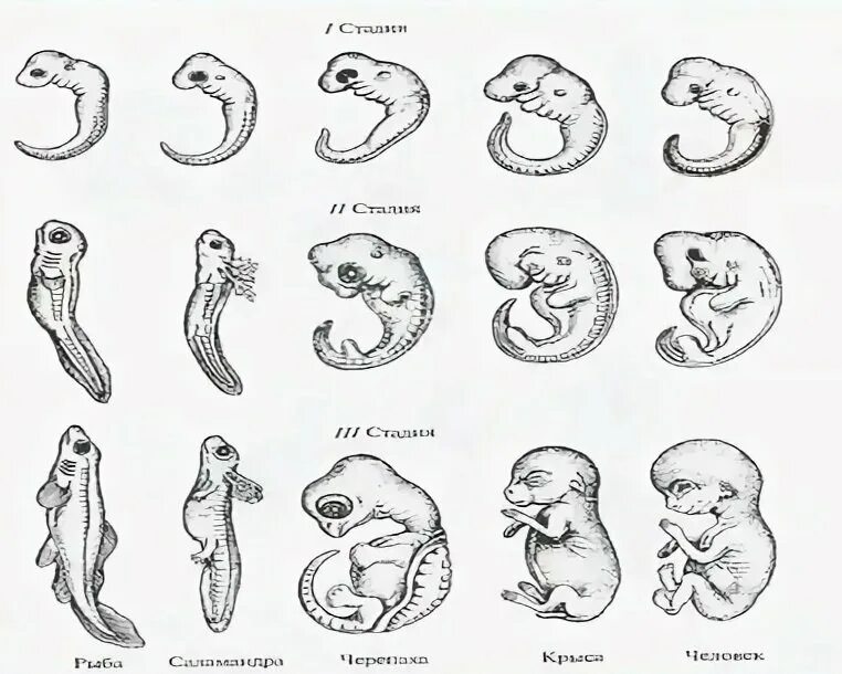 Сравните особенности размножения и развития позвоночных животных. Стадии зародышевого развития человека. Зародышевое сходство у позвоночных. Сходство зародышей позвоночных. Сходство эмбрионов позвоночных и человека.