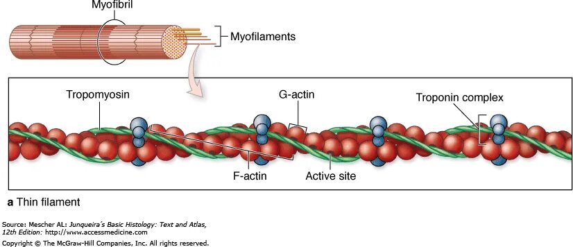 Action site. Тропонин на актине. Строение тропонина. Тропонин и тропомиозин. Актин миозин тропонин.
