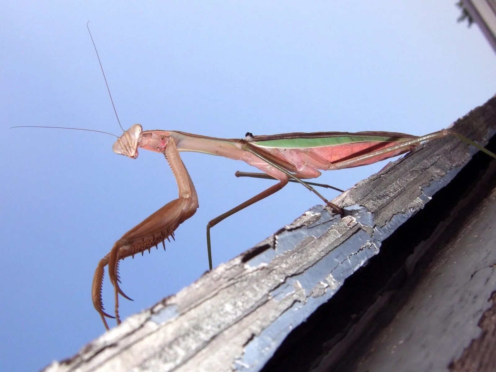 Богомол конечности. Земляной богомол. Богомол Pseudempusa pinnapavonis. Лапки богомола. Ноги богомола.