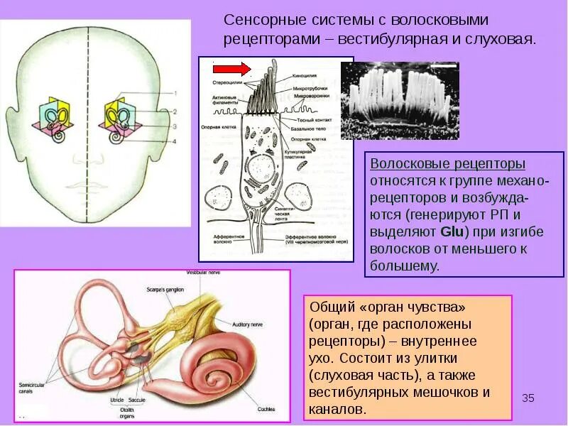 Вестибулярный аппарат мозг. Отделы слуховой и вестибулярной сенсорных систем. Рецепторы слуховой сенсорной системы. Рецепторы вестибулярного анализатора. Рецепторы сенсорных систем вестибулярного аппарата.
