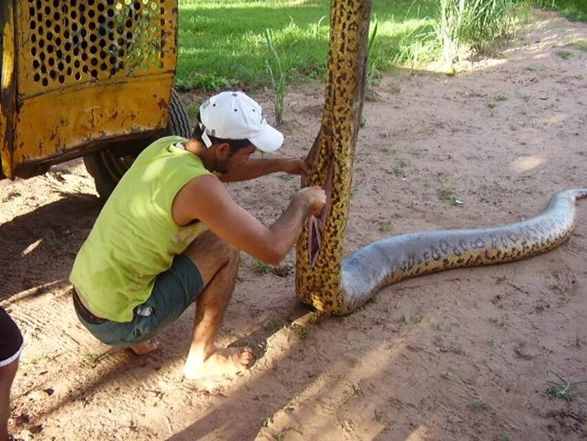 Из чего сделан змей. Питон Анаконда змея ест.