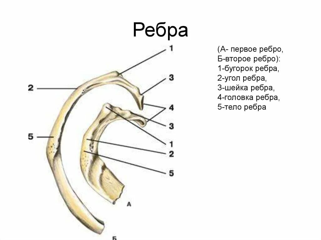 Ребра анатомия человека строение. Анатомическое строение ребра. Строение первого ребра. 1 Ребро анатомия строение. Левое и правое ребро