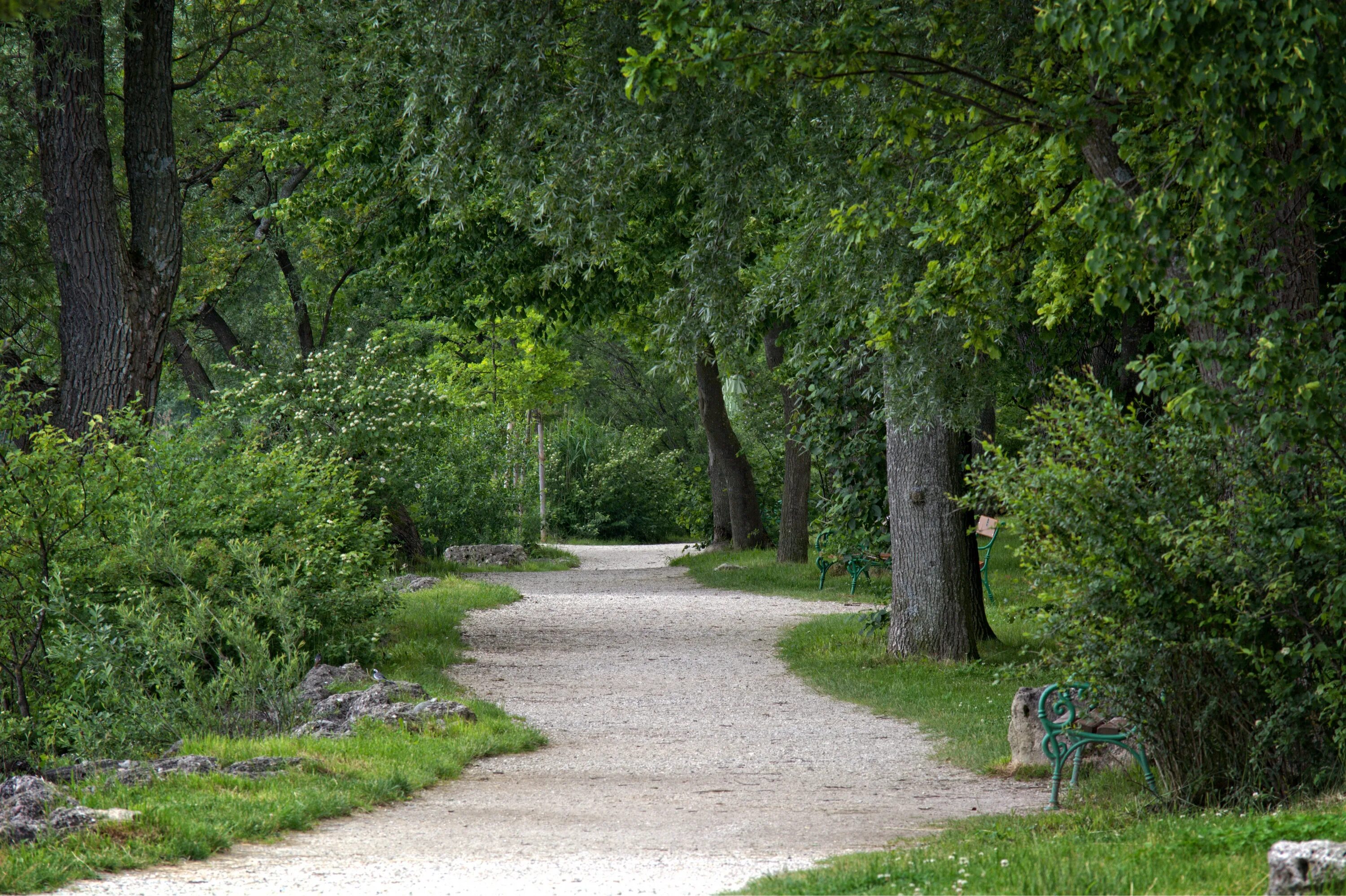В лесах парка можно встретить. Гравийная дорожка в парке Коломенское. Тропинка в парке. Дорожки в парках. Дорожки в лесопарке.