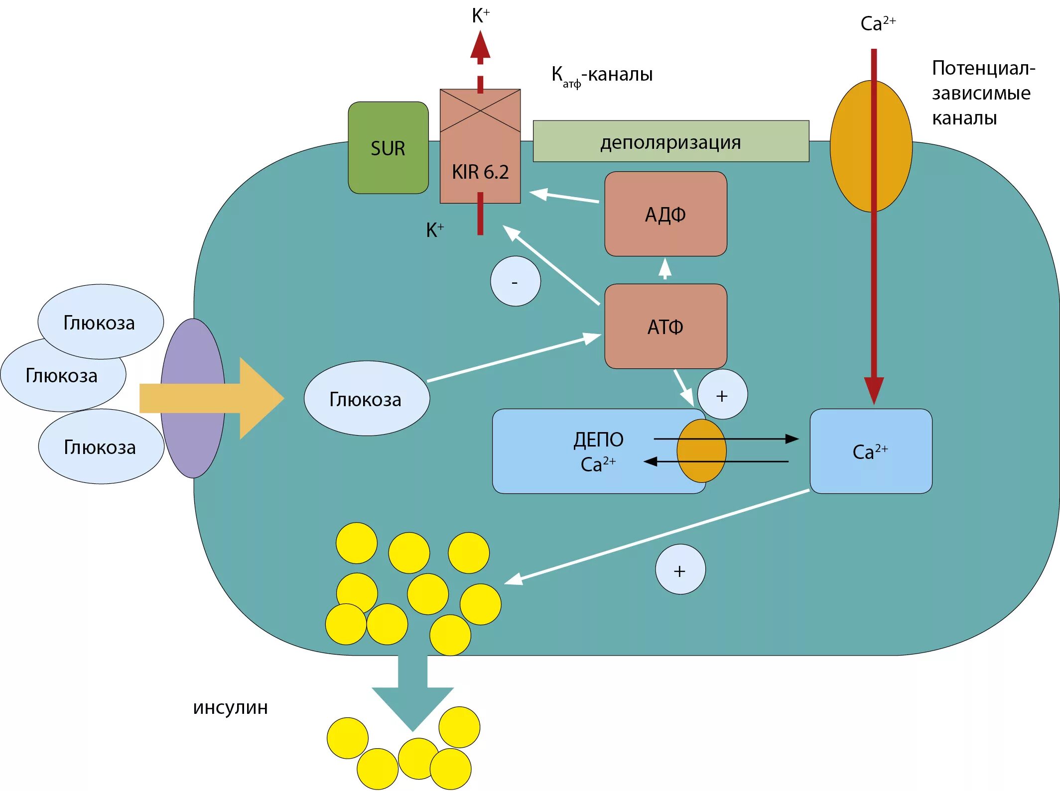Атф канал. Механизм действия инсулина схема. Механизм регуляции секреции инсулина. Регуляция секреции инсулина биохимия. Sur-1 Рецептор.