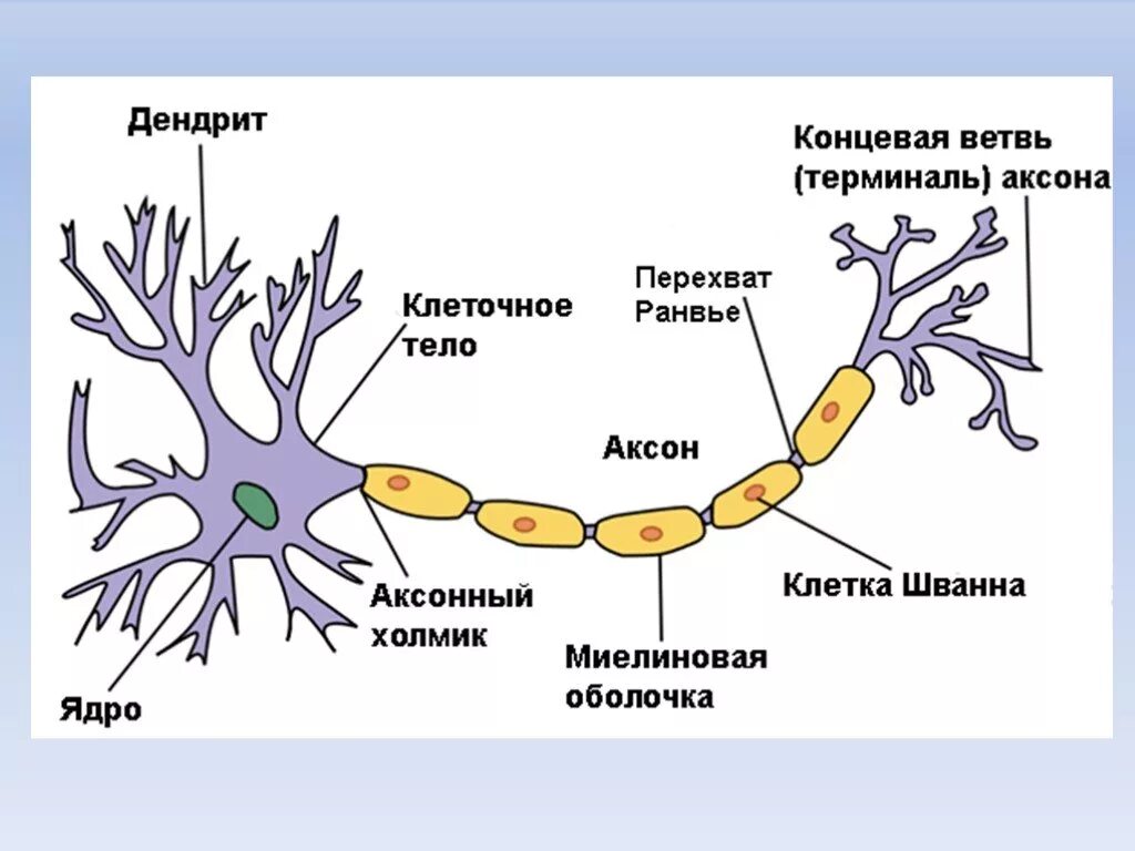 Схема нейронов и синапсов. Строение отростков нейрона. Аксоны головного мозга. Естественный нейрон строение. Схема строения нейрона связи между нервными клетками.