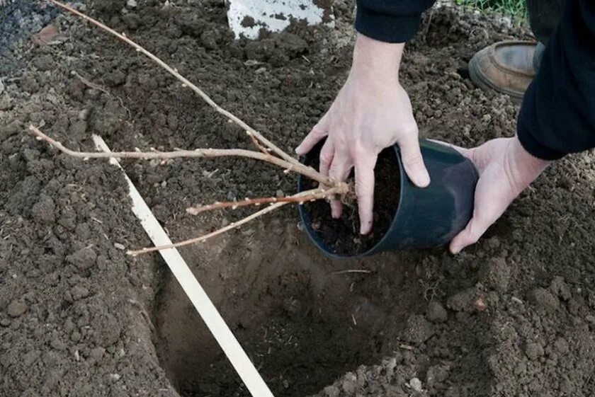 Сколько можно держать саженцы в воде. Садим саженцы смородины весной. Посадка саженцев смородины весной. Посадка черной смородины осенью. Корневая шейка у красной смородины.