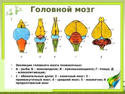 Мозг рыбы земноводные пресмыкающиеся птицы