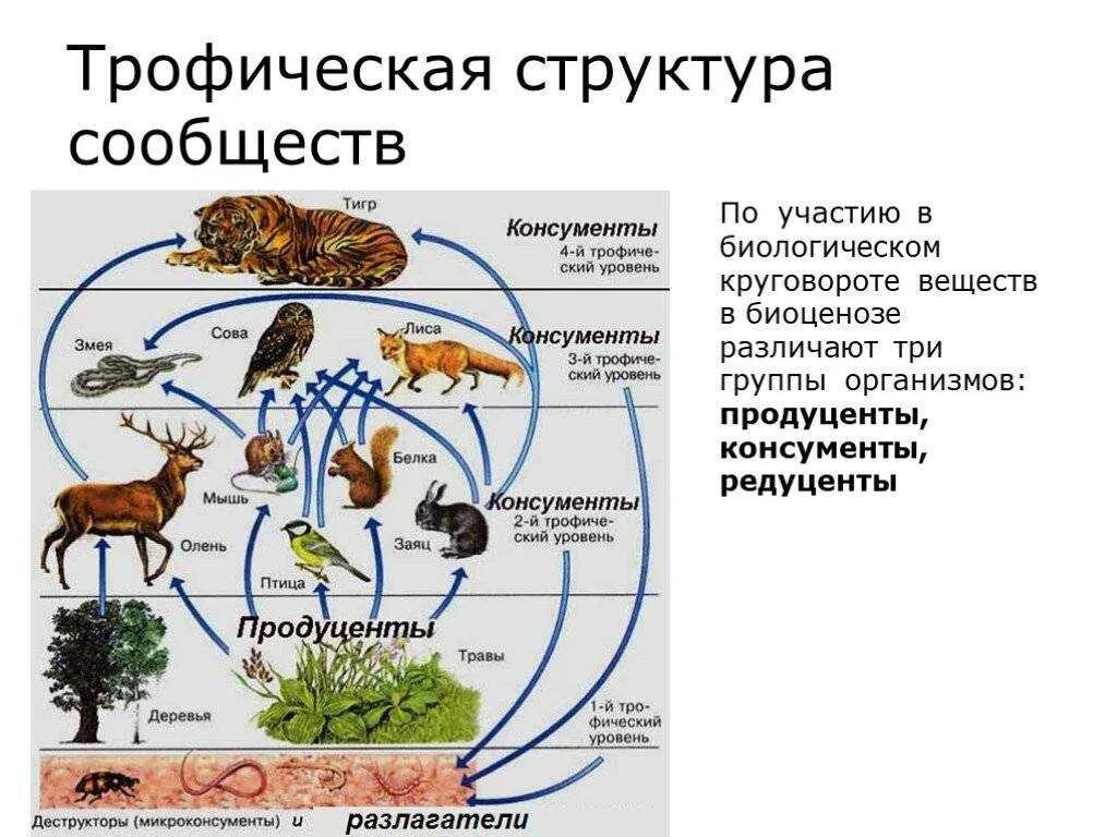 Во всех природных сообществах выделяют. Трофическая структура биоценоза. Трофические уровни.. Пищевая трофическая структура биоценоза. Структура экосистемы трофическая структура. Трофическая структура сообщества это в биологии.