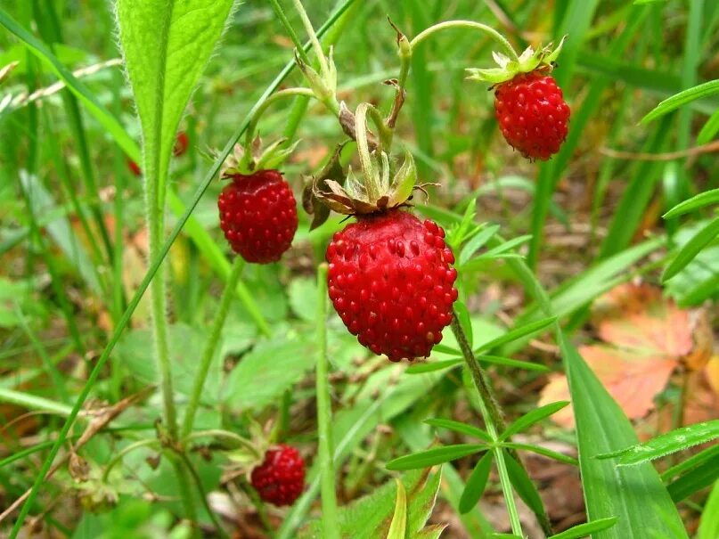 Растения красной книги мариийэл. Растительность марий эл. Заповедник большая кокшага. Краснокнижные растения марий эл. Растения марийского края 3 класс.