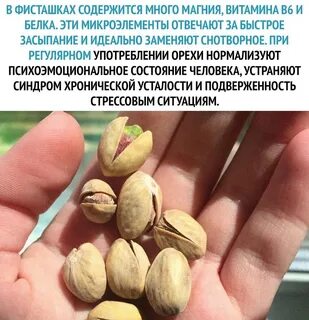 Польза фисташек для организма