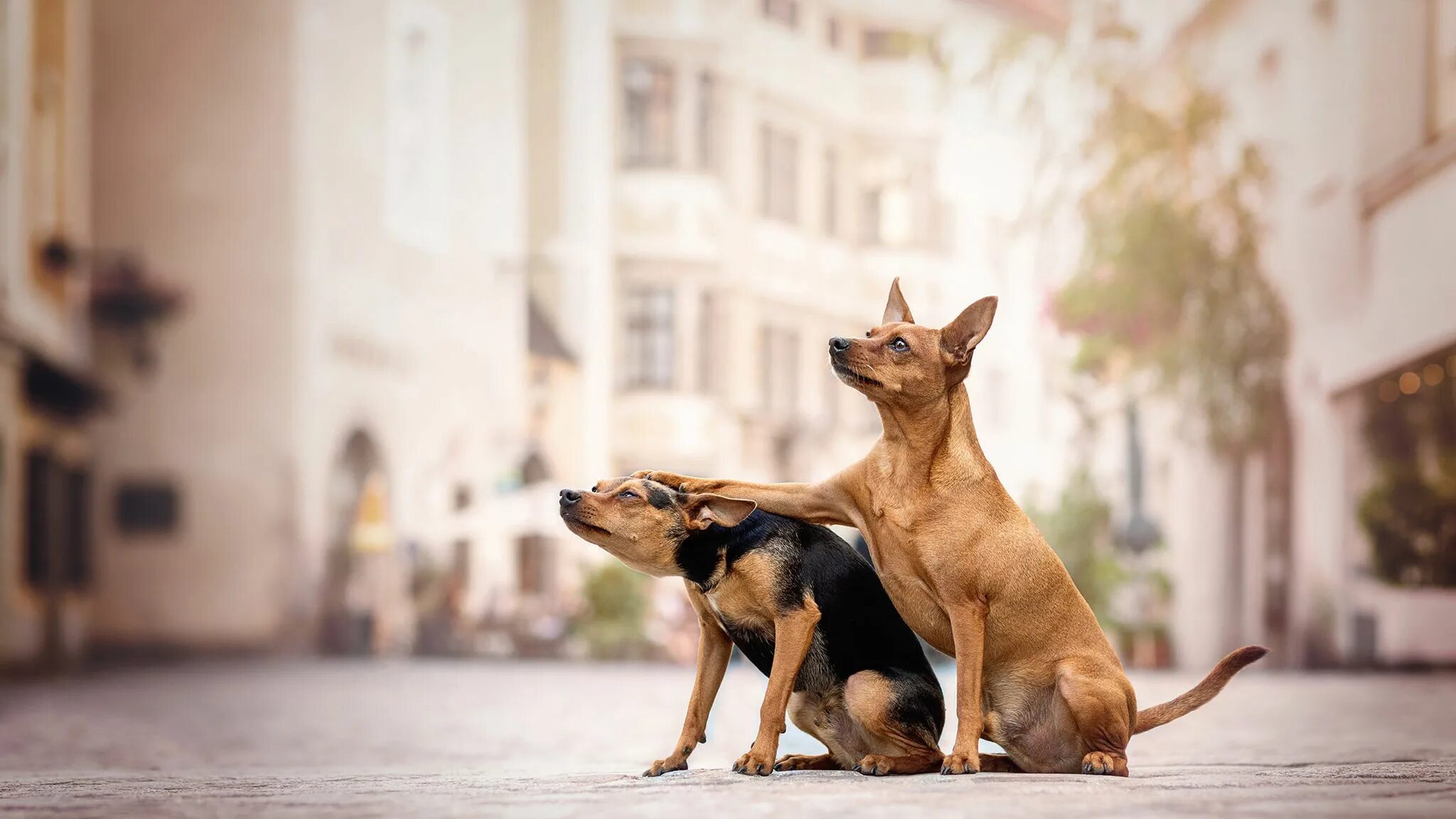 Марс Petcare. Дружные псы. Финалисты конкурса comedy Pet Photography. Веселые снимки домашних животных от которых поднимается настроение. Petting photos