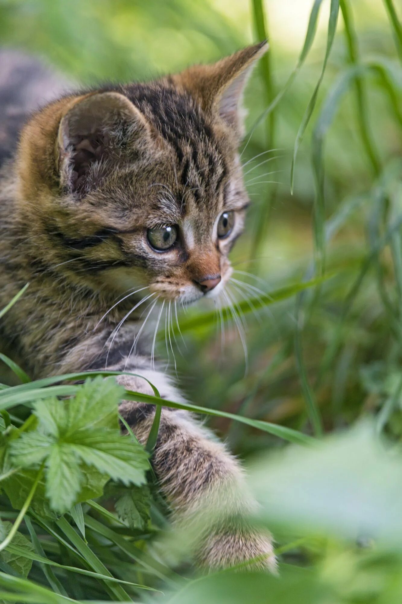 Шотландская лесная кошка. Европейская дикая лесная кошка. Европейская лесная кошка котята. Котята лесной кошки. Котята дикого лесного кота.