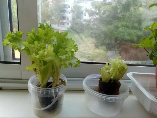 Салатные листья в горшочке гидропонные. Салат в горшке на подоконнике. Салат в горшочке из магазина. Салат растет в горшке. Сельдерей черешковый вырастить дома.