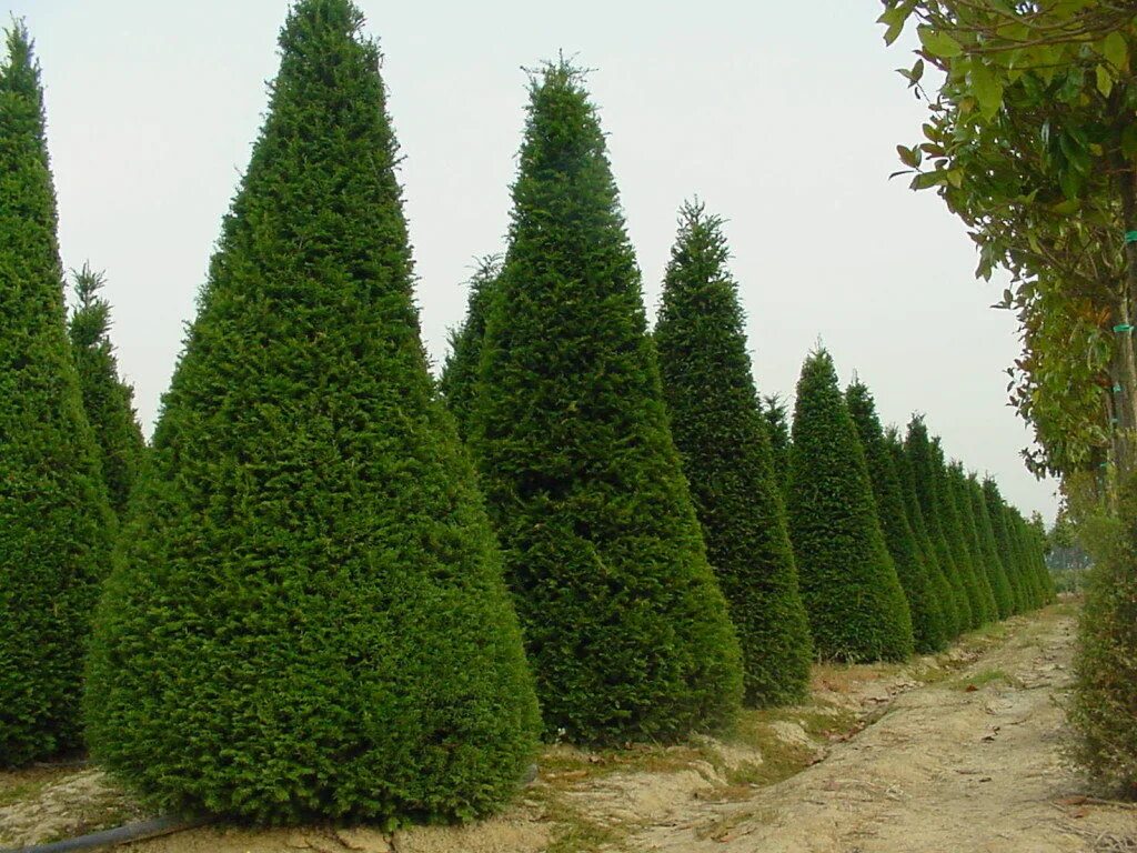 Семейство хвойных. Кипарис Cupressus sempervirens. Кипарис вечнозеленый пирамидальный. Аполлон и Кипарис. Кипарис Аполлон вечнозеленый.