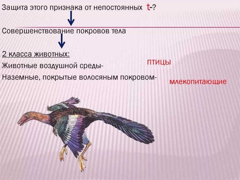 Информация класс птиц. Класс птицы общая характеристика. Характеристика класса птицы. Особенности класса птиц. Класс птицы презентация.