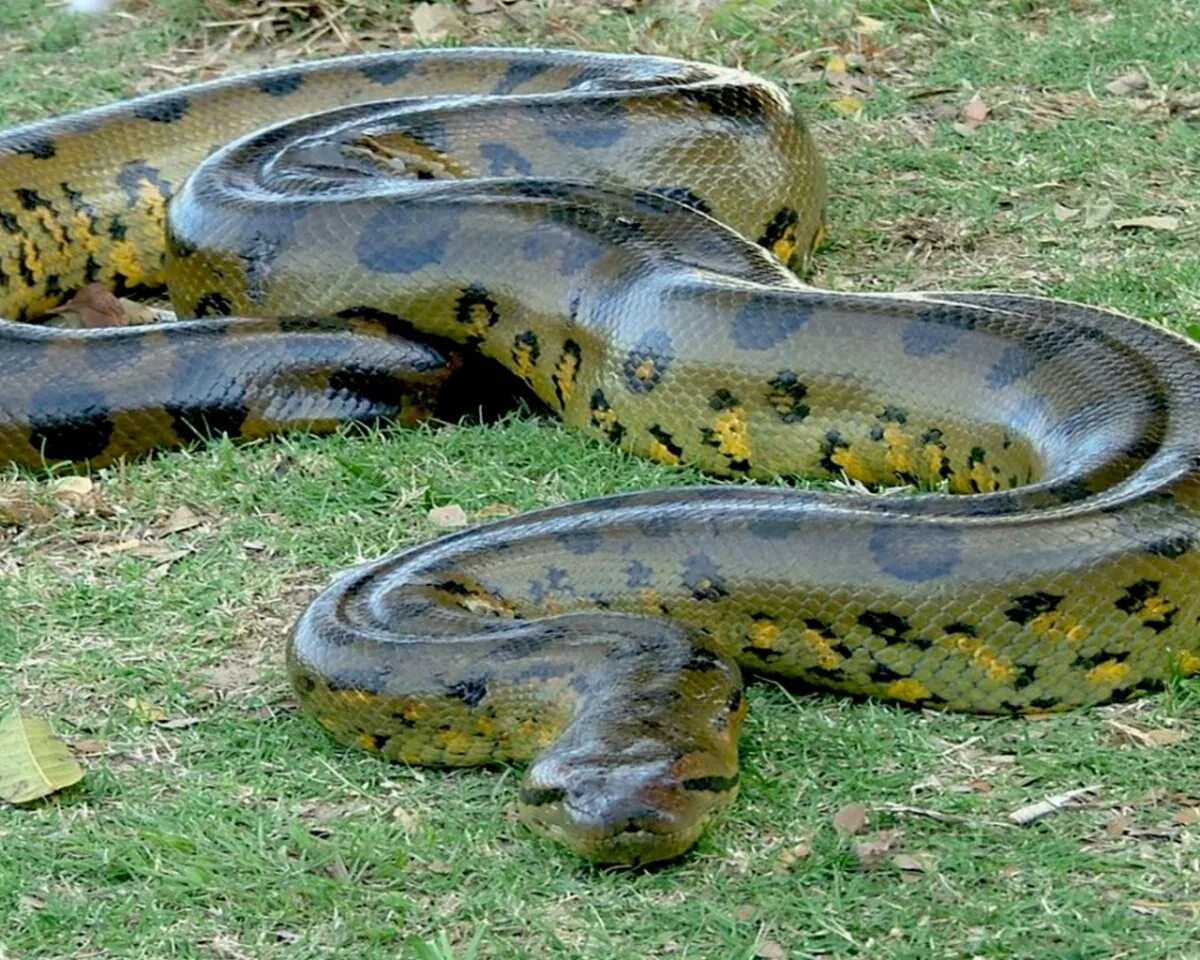 Самая большая змея на планете за всю историю. Покажи длинных змей. Ядовитая змея анаконда. Анаконда змея самая большая. Покажи длинных змей.